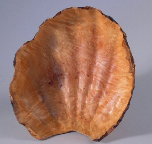Madrone Sea Shell Inside Vu